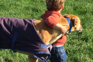 Gisborne Home-based Pet Euthanasia