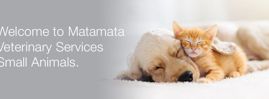 mvs small animals ltd