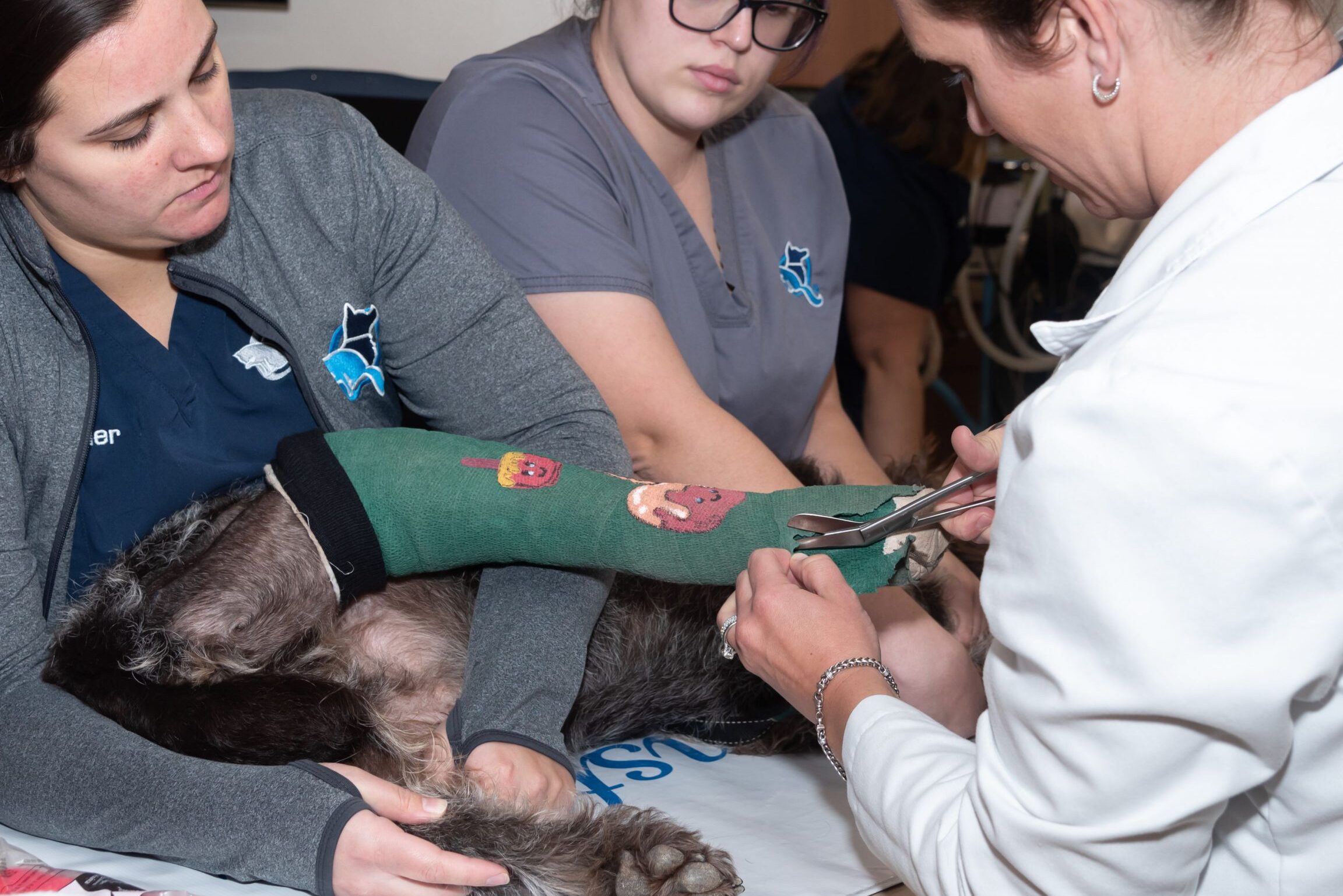 petfirst veterinary queenstown