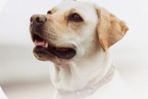 SPCA Taumarunui Vet Partnership