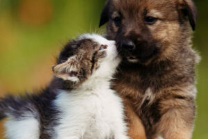 Taranaki Veterinary Centre- Waverley