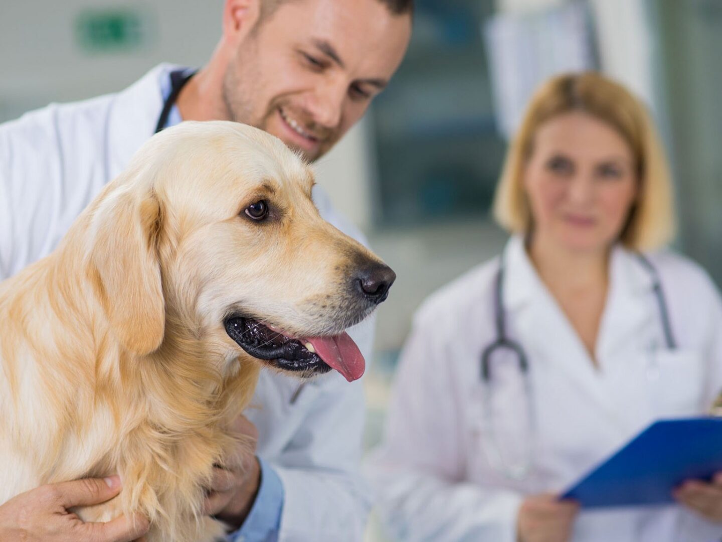vet referral centre ltd