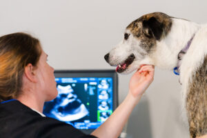 Veterinary in Bay of Plenty, New Zealand