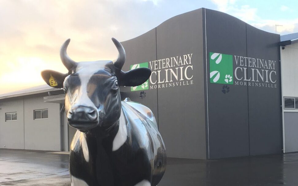 veterinary in morrinsville new zealand