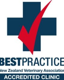 Veterinary in Taranaki, New Zealand 1 veterinary in taranaki new zealand