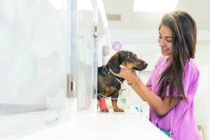 Common Pet Emergencies and What to Do